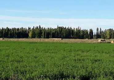 Vendemos campo 230 hectareas