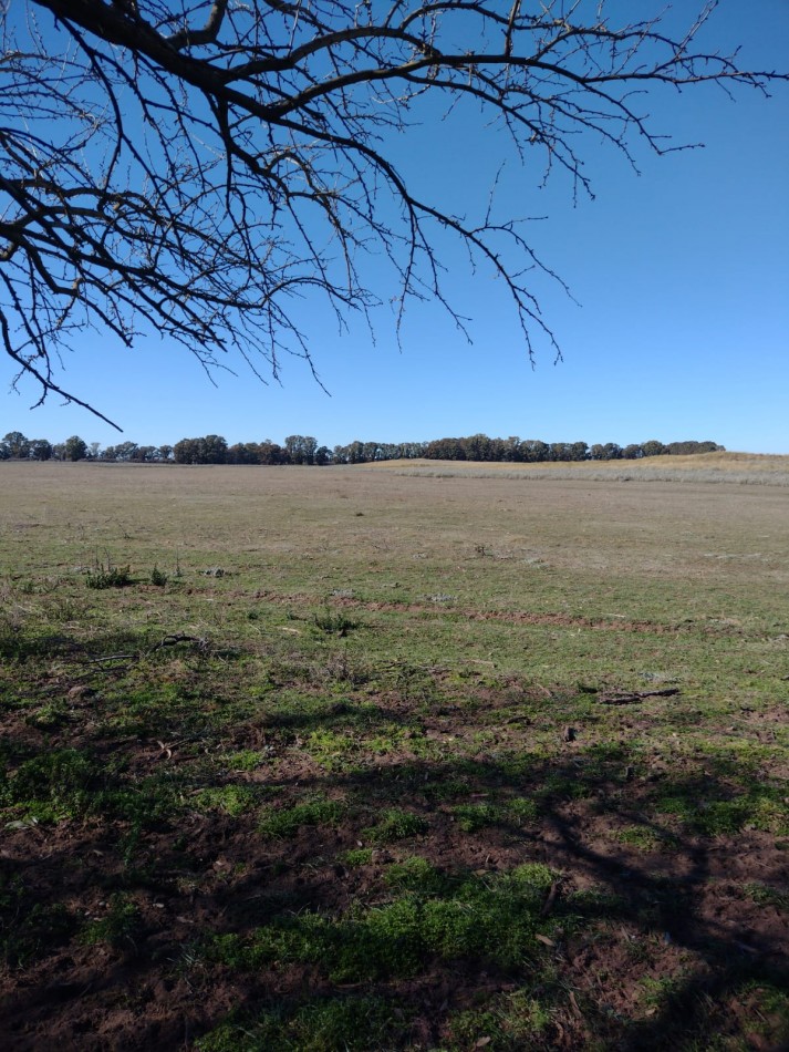 Campo en venta en Medanos , cerca de Bahia Blanca , partido de villarino