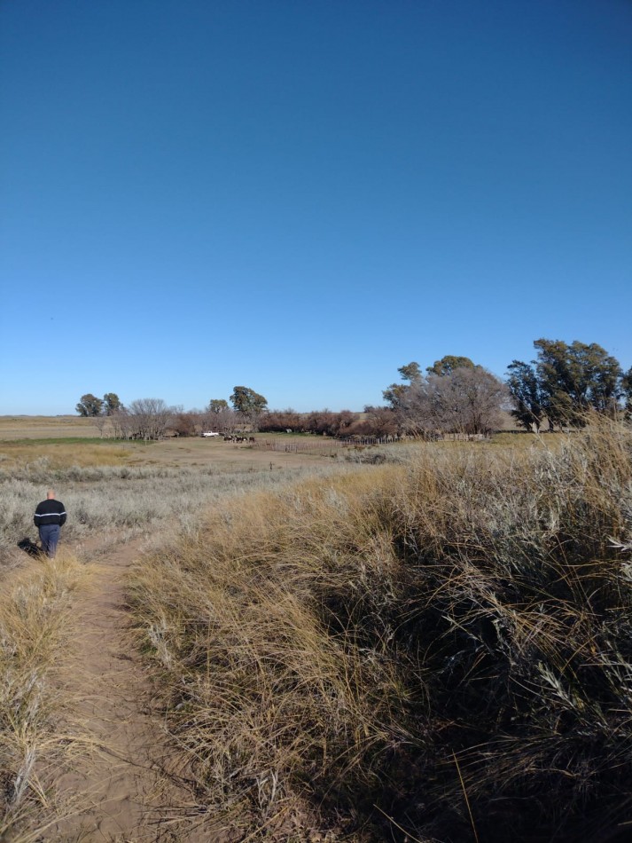 Campo en venta en Medanos , cerca de Bahia Blanca , partido de villarino