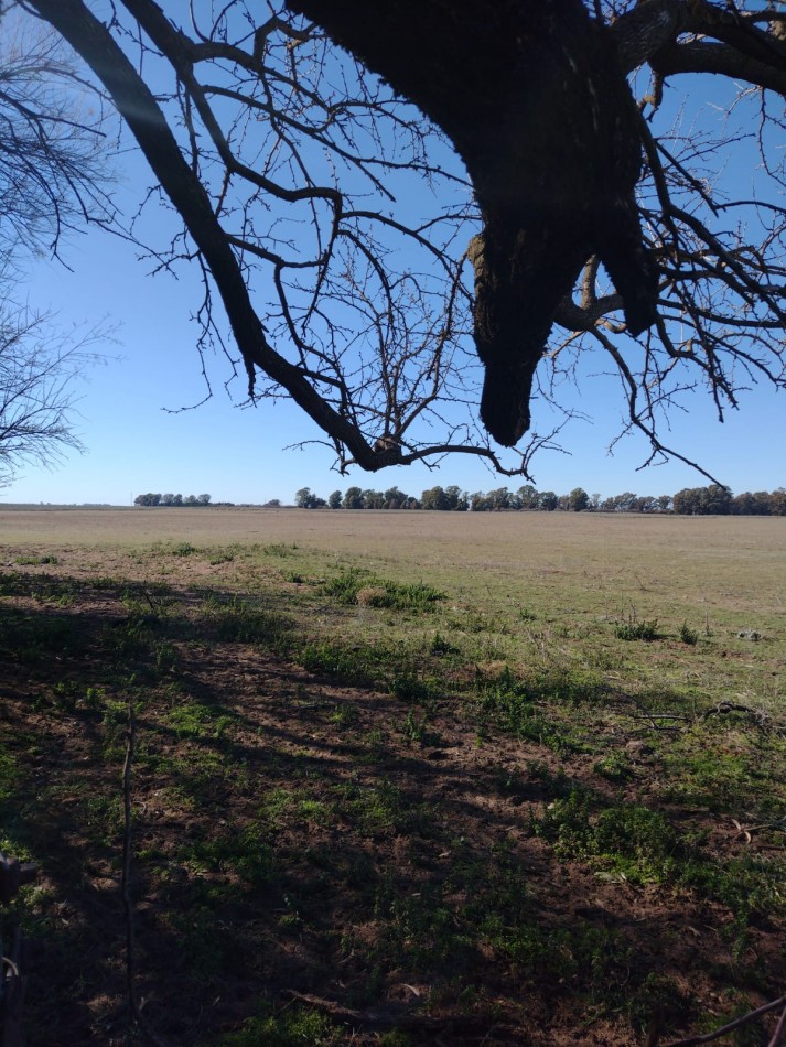 Campo en venta en Medanos , cerca de Bahia Blanca , partido de villarino