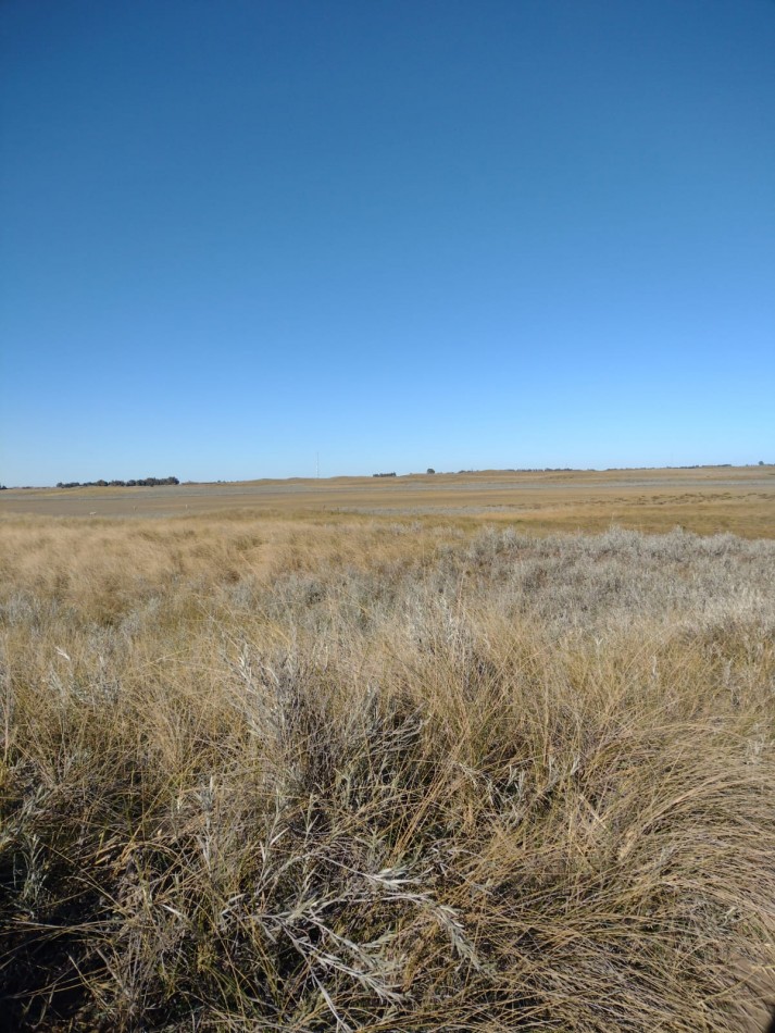 Campo en venta en Medanos , cerca de Bahia Blanca , partido de villarino